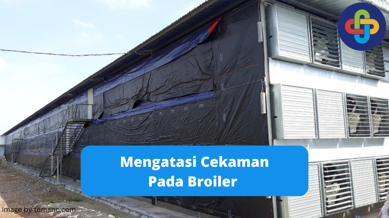 Cara Mengatasi Cekaman Panas Bagi Peternak Broiler